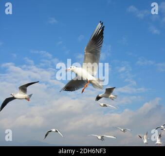 White Larus ridibundus fliegen hoch unter blauem Himmel in sonniger Tag Stockfoto