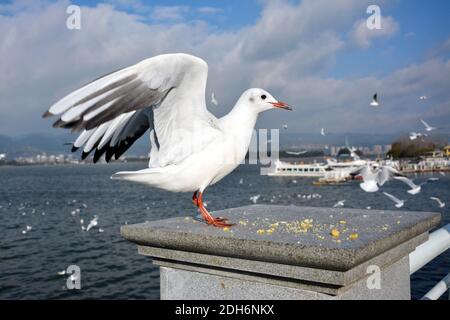 Ein White Larus ridibundus mit rotem Fuß und orangefarbenem Mund Auf der Plattform stehen Stockfoto