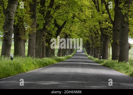 Die deutsche Gasse an der Ostsee Stockfoto