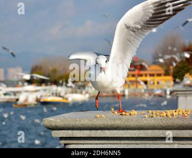 Ein Larus ridibundus versuchen, Futter mit geöffneten Flügeln zu nehmen Auf der Plattform bei sonnigem Tag Stockfoto