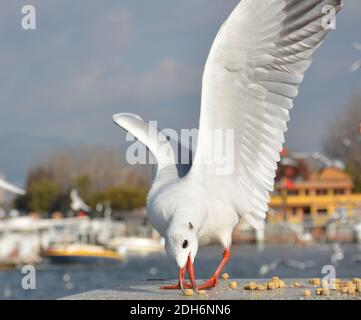 Ein White Larus ridibundus frisst das Futter mit rotem Mund An sonnigen Tagen Stockfoto