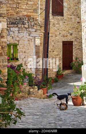 Zwei Katzen auf der schmalen Straße des Dorfes Pano Lefkara. Larnaca. Zypern Stockfoto