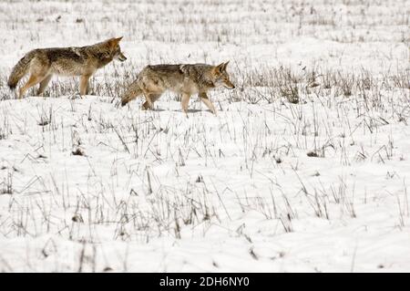 Kojote-Paar in den Bergen (Canis latrans lestes) Jagd im Schnee im Yosemite National Park Stockfoto