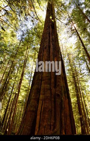 Alte Bäume in Avatar Grove, Vancouver, British Columbia Stockfoto