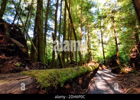 Alte Bäume in Sandcut Beach, Vancouver, British Columbia Stockfoto