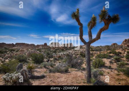 Joshua Tree (Yucca brevifolia) im Joshua Tree National Park Stockfoto