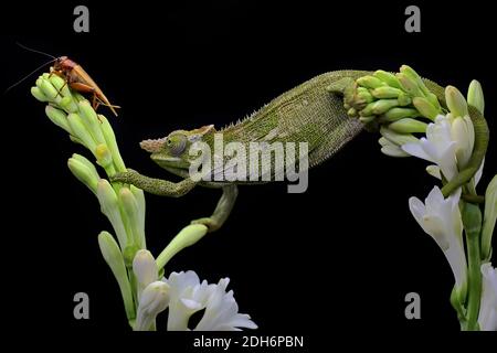 Ein junges Fischer-Chamäleon (Kinyongia fisheri) kriecht auf Polianthes tuberosa-Blüten. Stockfoto