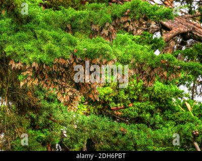 Monarch (Danaus plexippus) Butterfly Migration Cluster in Santa Cruz, Kalifornien Stockfoto