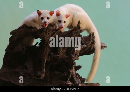 Ein Paar asiatischer Palmencivet-Leukistiken suchen auf einem verfaulenden Baumstamm nach Insekten. Dieses Säugetier hat den wissenschaftlichen Namen Paradoxurus hermaphroditus. Stockfoto