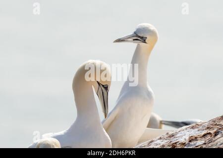 Zwei Tölpel stehen auf einem Felsen. Meer im Hintergrund. Selektiver Fokus. Stockfoto