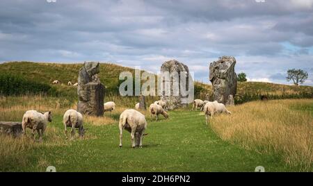 Beeindruckende stehende Steine aus dem historischen Kreis in Avebury Wiltshire. Schafe können zwischen den massiven Felsen grasen gesehen werden. Stockfoto