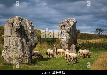 Beeindruckende stehende Steine aus dem historischen Kreis in Avebury Wiltshire. Schafe können zwischen den massiven Felsen grasen gesehen werden. Stockfoto