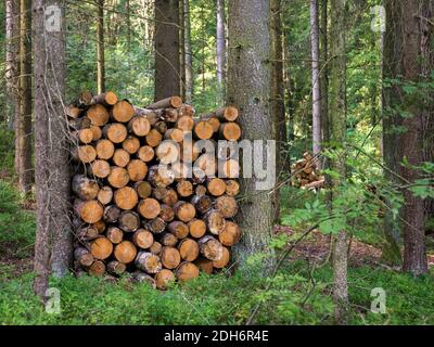 Holzstämme zwischen zwei Bäumen im Wald gelagert Stockfoto