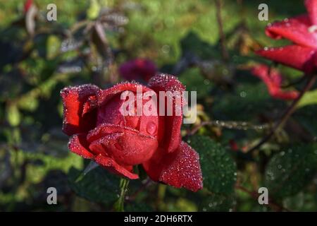 Eine Nahaufnahme einer hellen nassen Rosenblume Blüht im Garten Stockfoto