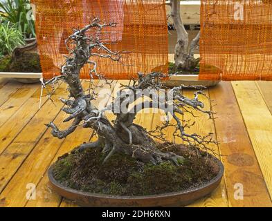 Orientalischer Hainbuche - Bonsai im Stil des Windes gebogen. Stockfoto