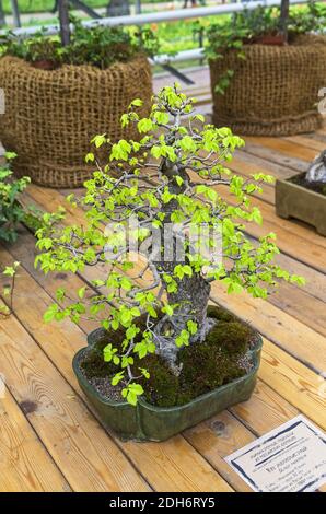 Chinesische Ulme (Ulmus parvifolia) - Bonsai im Stil von gekippt. Stockfoto