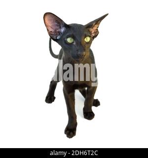 Schwarze reinrassige orientalische Katze Stockfoto