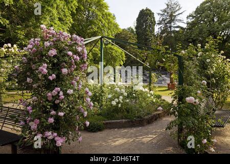 Farbenfroher Garten, Mönchengladbach, Niederrhein, Nordrhein-Westfalen, Deutschland, Europa Stockfoto