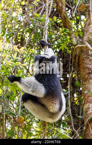 Schwarze und weiße Lemur Indri auf Baum Stockfoto