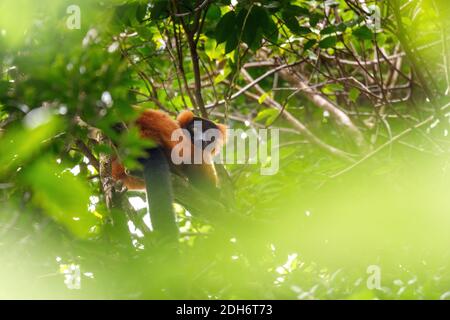 Roter gekräuselte Lemur, Varecia rubra, Madagaskar Tierwelt Stockfoto