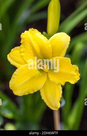 'Green Flutter' Daylily, Daglilja (Hemerocallis) Stockfoto