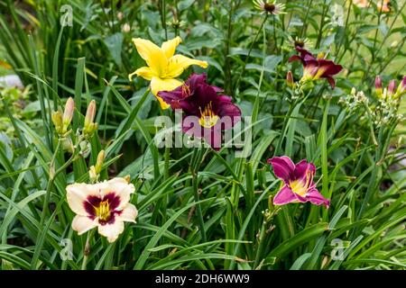 'Bela Lugosi' Taglilie, Daglilja (Hemerocallis) Stockfoto