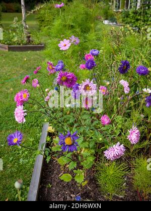 'American Verzweigen, Amerikanische Mix" China aster, Sommaraster (Callistephus chinensis) Stockfoto