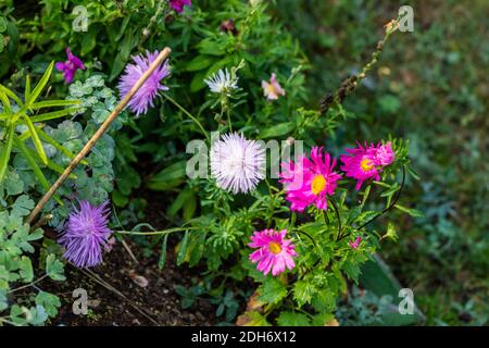 'American Verzweigen, Amerikanische Mix" China aster, Sommaraster (Callistephus chinensis) Stockfoto