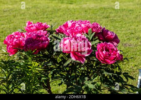 Akashigata-Baumpeonie, Buskpion (Paeonia suffruticosa) Stockfoto