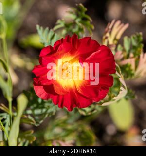 'Red Chief' California Poppy, Sömntuta (Eschschscholzia californica) Stockfoto