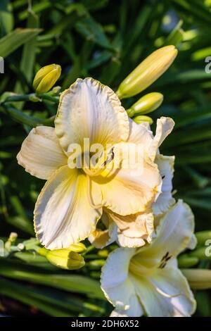 "Arctic Snow' Daylily, Daglilja (Hemerocallis) Stockfoto