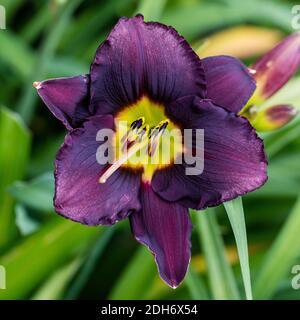 'Bela Lugosi' Taglilie, Daglilja (Hemerocallis) Stockfoto