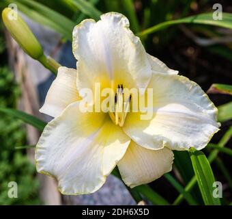 "Arctic Snow' Daylily, Daglilja (Hemerocallis) Stockfoto