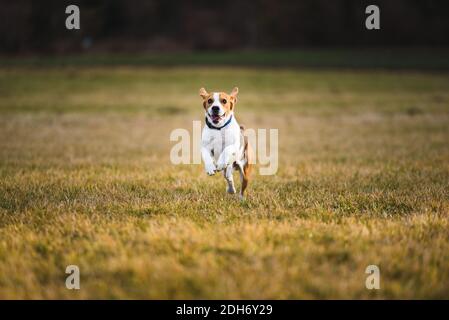 Hund Beagle läuft und springt mit der Zunge heraus Stockfoto