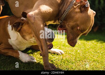 Zwei Hunde amstaff Terrier spielen auf Gras draußen. Jung und alt Hund Spaß im Hinterhof. Stockfoto