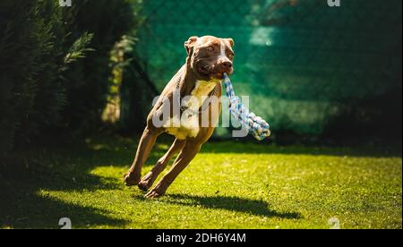 Hund läuft im Hinterhof, amstaff Terrier mit Spielzeugseil läuft in Richtung Kamera. Stockfoto