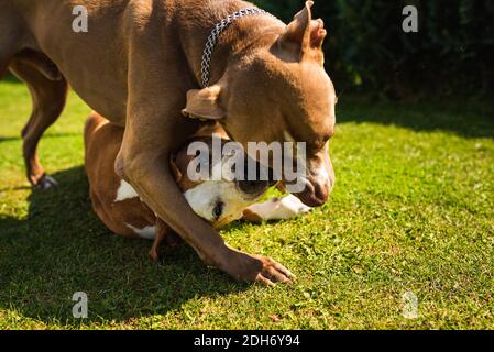 Zwei Hunde amstaff Terrier spielen auf Gras draußen. Jung und alt Hund Spaß im Hinterhof. Stockfoto