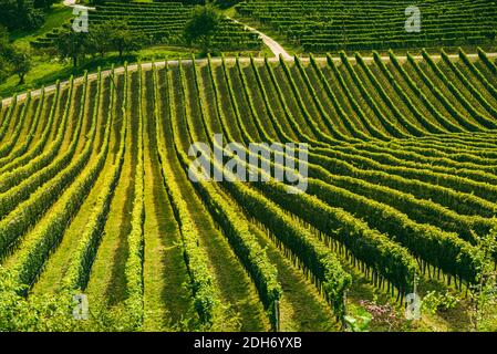 Weinberglandschaft an der südsteirischen Weinstraße in Slowenien weiter Grenze zu Österreich Stockfoto