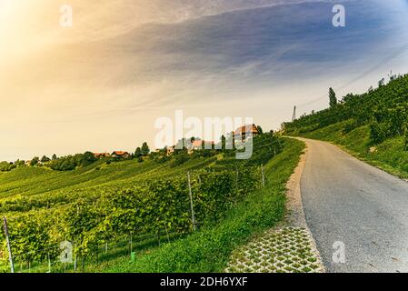 Weinberglandschaft an der südsteirischen Weinstraße in Österreich. Stockfoto