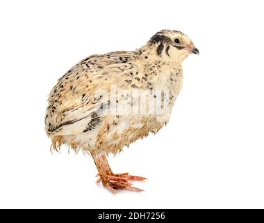 japanische Wachtel vor weißem Hintergrund Stockfoto