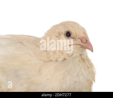 japanische Wachtel vor weißem Hintergrund Stockfoto