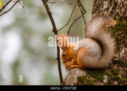 Eichhörnchen im Herbst Park Wald. Eichhörnchen mit Muttern im Herbst Wald park Szene. Herbst Eichhörnchen portrait. Eichhörnchen im Herbst Blick auf den Park Stockfoto