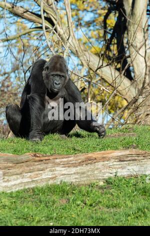Eine vertikale Aufnahme eines Gorillas, der im Grasland sitzt Sonnenlicht Stockfoto