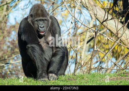 Nahaufnahme eines Gorillas, der im Gras sitzt Unter Sonnenlicht Stockfoto