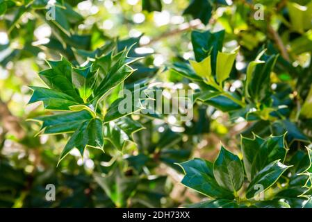 Ilex cornuta oder gehörnte Stechpalme im Garten. Stockfoto