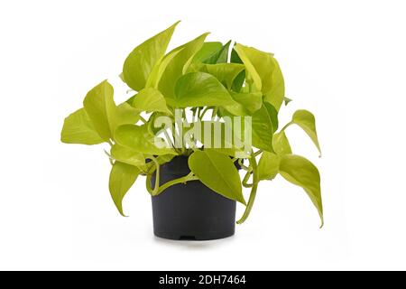 Volle tropische 'Epipremnum Aureum Lemon Lime' Zimmerpflanze mit Neongrün Blätter im Blumentopf isoliert auf weißem Hintergrund Stockfoto