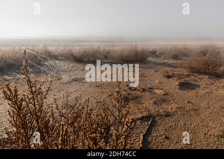 spinnennetz im Naturschutzgebiet Laguna Ratosa während der Trockenzeit in Antequera, Malaga. Andalusien, Spanien Stockfoto