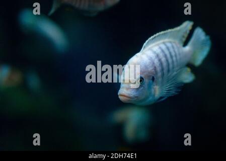 Lombardoi mbuna oder Kenyi Cichlid oder Maylandia lombardoi oder Maylandia greshakei. Stockfoto