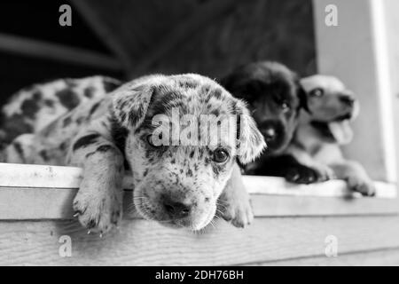 Süßeste Terrier Labor Husky Mix Welpen spielen im Hundehaus Stockfoto