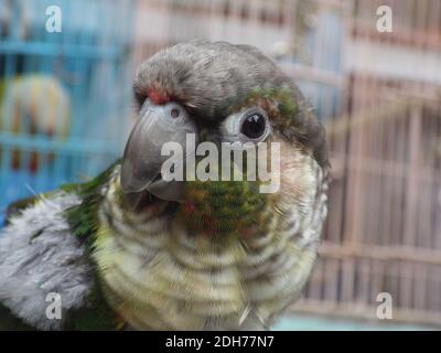 Ein flacher Schwerpunkt des Grünwanzen-Sittichs (Pyrrhura molinae) Stockfoto